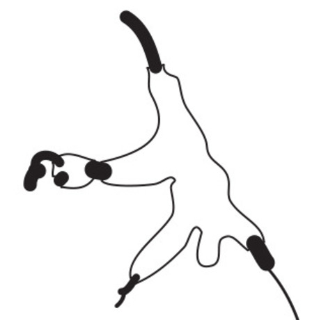 Giuria